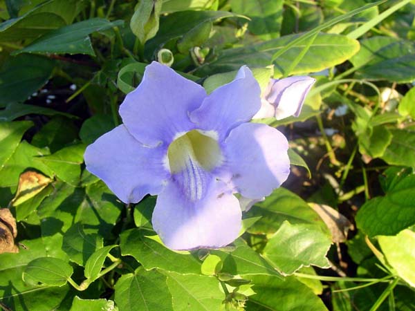 DSC00364
