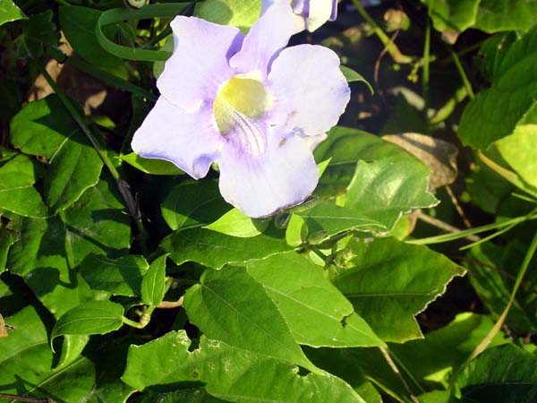 DSC00365