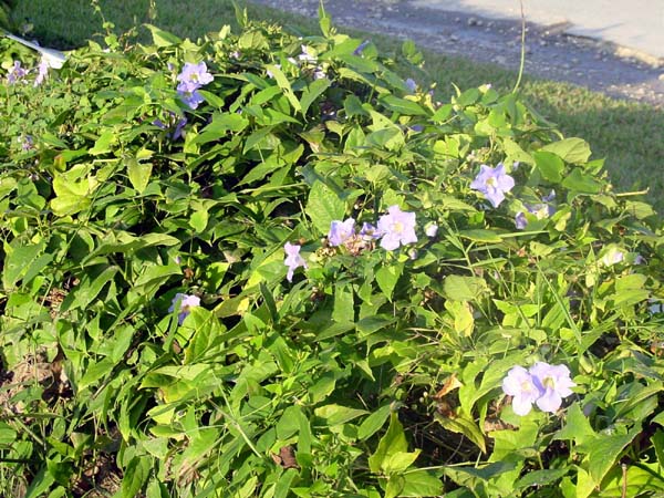 DSC00368