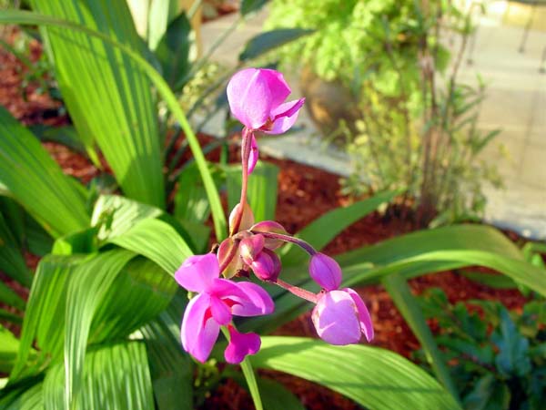 DSC00375