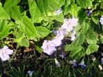 DSC00367